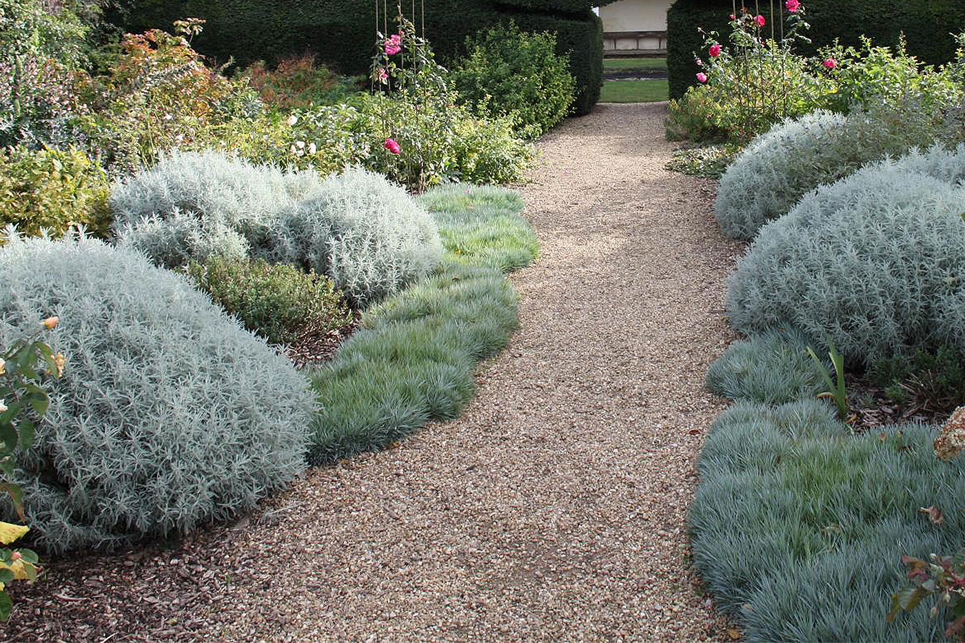 gray and green bushes lining a walkway